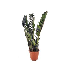 Замиокулькас Black Raven