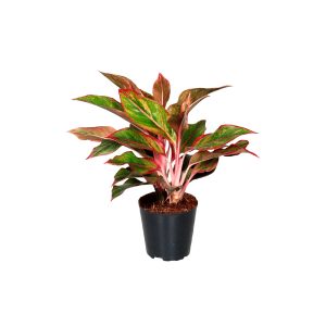 Аглаонема Крит