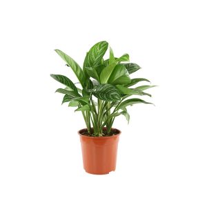 Аглаонема Страйпс