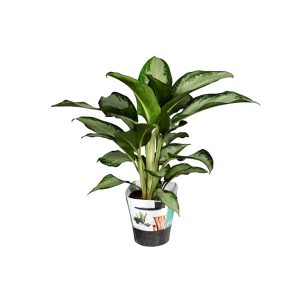 Аглаонема Клеопатра