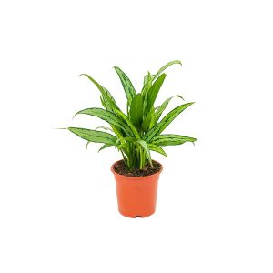 Аглаонема Кутласс