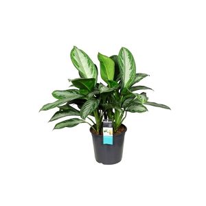 Аглаонема Silver Bay