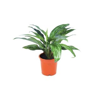 Аглаонема Мария