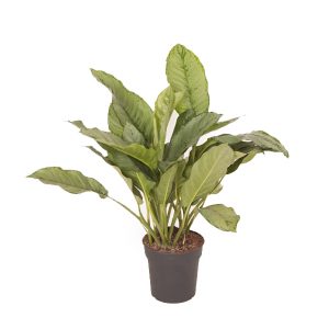 Аглаонема Фридман