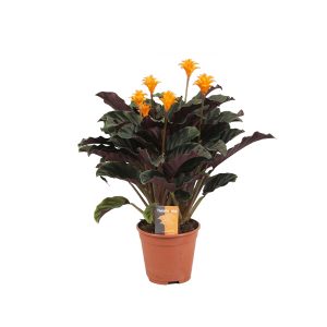 Калатея Кроката