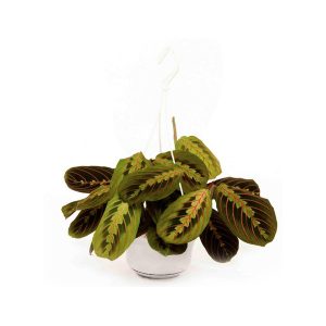 Маранта подвесная