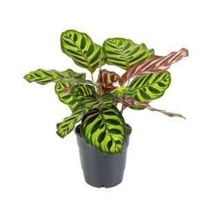 Калатея Макояна