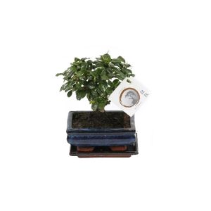 Бонсай Кармона Макрофилла