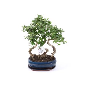 Бонсай Кармона forest