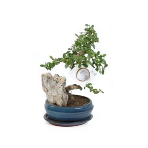 Бонсай Кармона с камнем