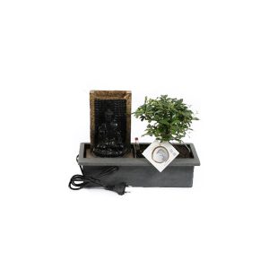 Бонсай Кармона с Буддой