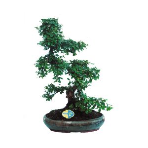 Бонсай Кармона огромный