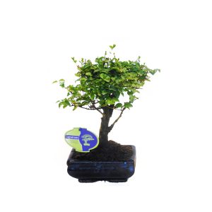 Бонсай Лигуструм