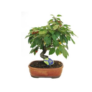 Бонсай Яблоня