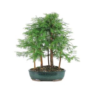Бонсай Метасеквойя Forest