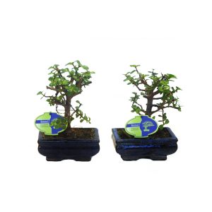 Бонсай-суккулент Портулакария