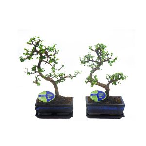 Бонсай-суккулент Портулакария S-форма