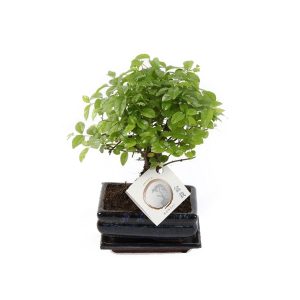 Бонсай Сагереция чайная