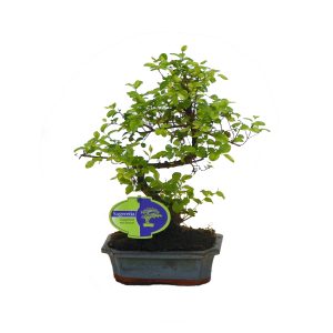 Бонсай Сагереция чайная S-форма