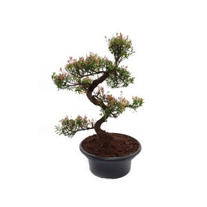 Бонсай Сизигиум с цветками