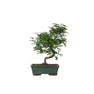 Бонсай Японский перец S-форма