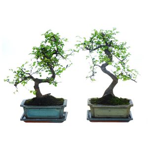 Бонсай Японский вяз S-форма