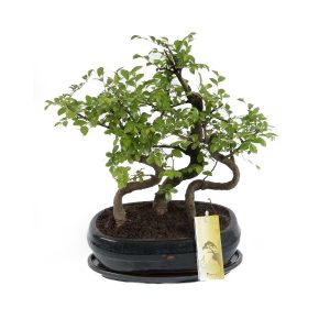 Бонсай Японский вяз Forest