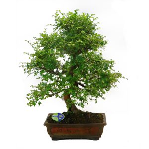 Бонсай Японский вяз огромный