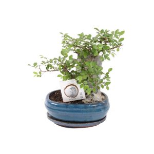 Бонсай Японский вяз с камнем