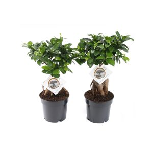 Бонсай Фикус микрокарпа