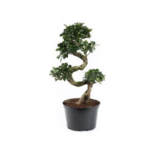 Бонсай Фикус микрокарпа S-форма