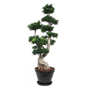 Бонсай Фикус Микрокарпа гигант