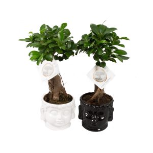 Бонсай Фикус микрокарпа кашпо Будда