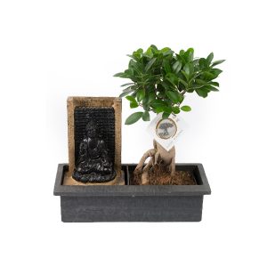 Бонсай Фикус микрокарпа водопад Будды