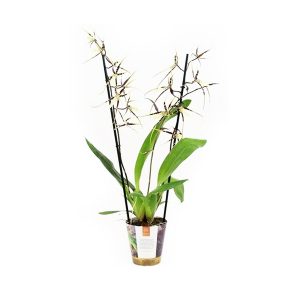 Орхидея Брассия