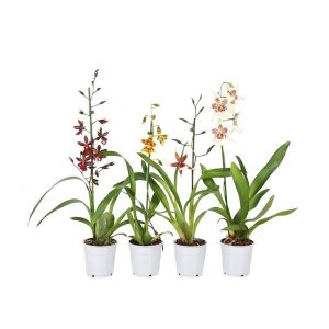 Орхидея Камбрия микс