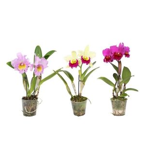 Орхидея Каттлея