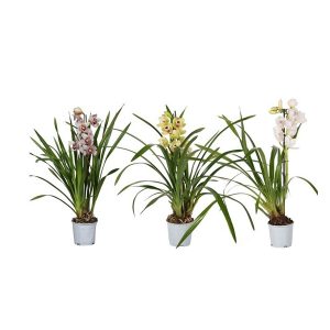 Орхидея Цимбидиум