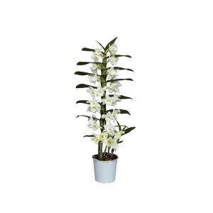 Орхидея Дендробиум нобиле