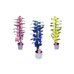 Орхидея Дендробиум нобиле крашенная