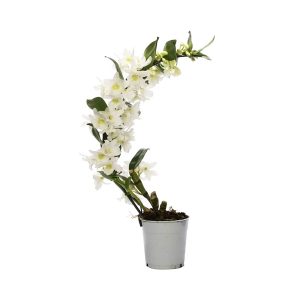 Орхидея Дендробиум бумеранг