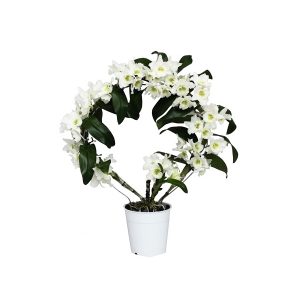 Орхидея Дендробиум кольцо