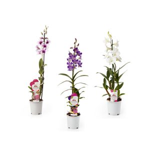 Орхидея Дендробиум Sa-nook