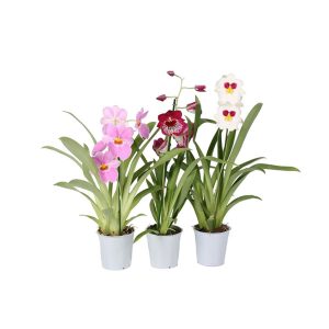 Орхидея Мильтония