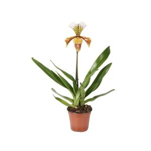 Орхидея Пафиопедилум