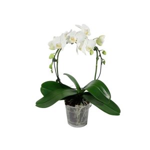 Орхидея Фаленопсис белая кольцо