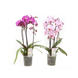 Орхидея Фаленопсис розовая каскад