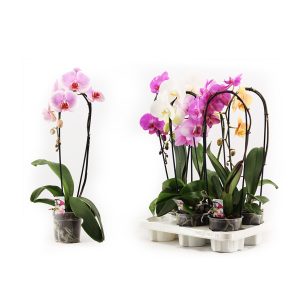 Орхидея Фаленопсис каскад микс