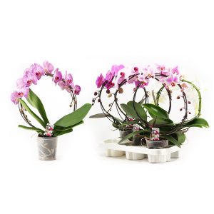 Орхидея Фаленопсис кольцо микс