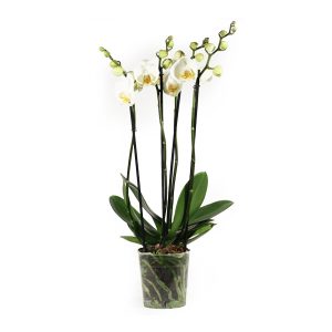 Орхидея Фаленопсис белая 4 ствола